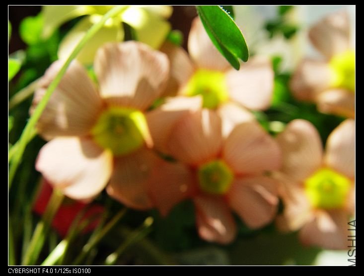 nEO_IMG_DSC07168.jpg