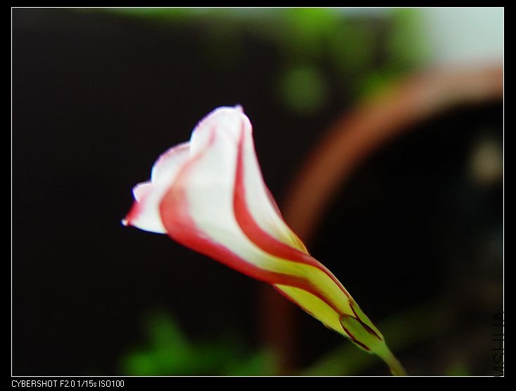 nEO_IMG_DSC06772.jpg