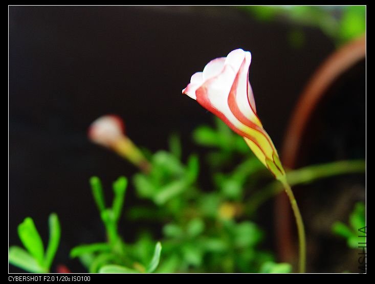 nEO_IMG_DSC06769.jpg
