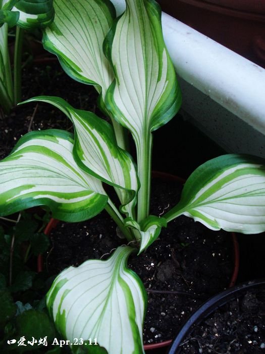 �Ҽҵİ���������