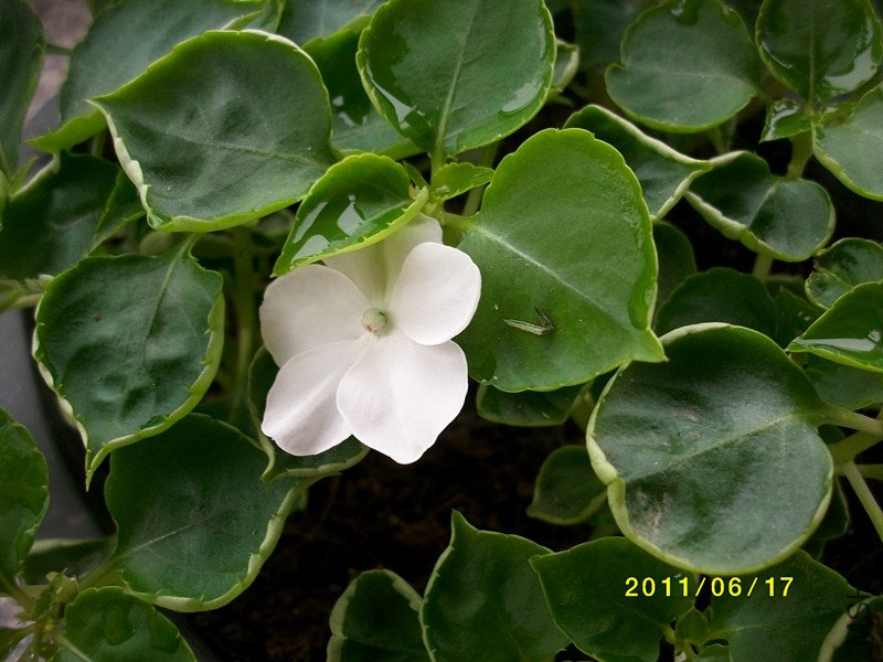 ��ɫ�ģ��ܴ���Ŷ