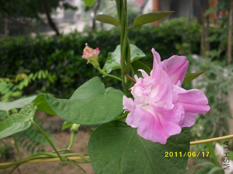 ��ţ�������ֵ��һ�ֿ����磬������