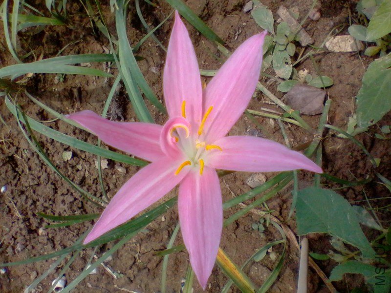 2011-06-15 ���껨2.jpg