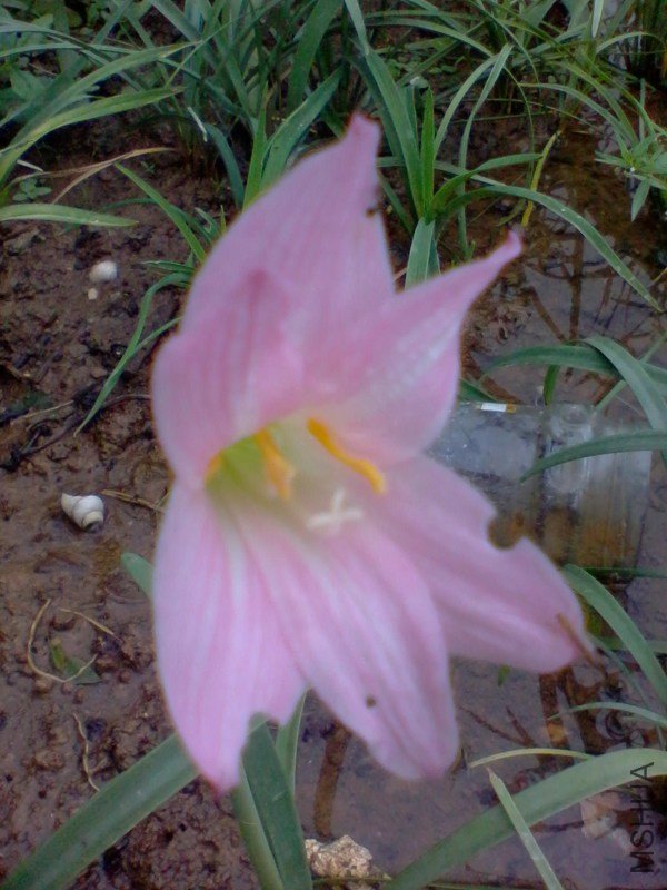 2011-06-16 ���껨5.jpg