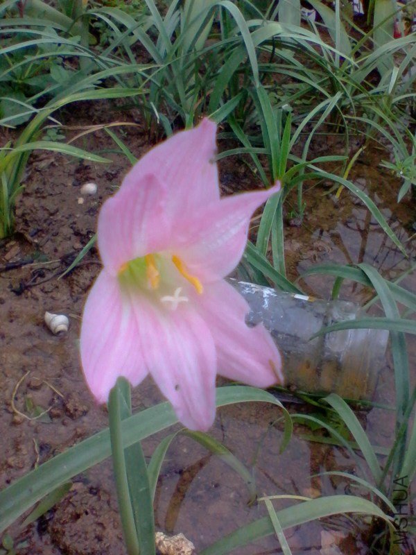 2011-06-16 ���껨4.jpg