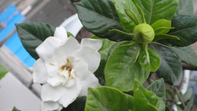 DSC01451.JPG