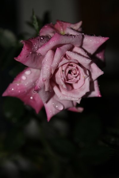 IMG_8133.JPG