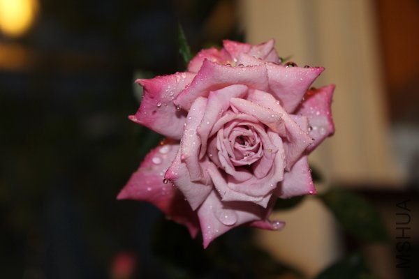 IMG_8129.JPG
