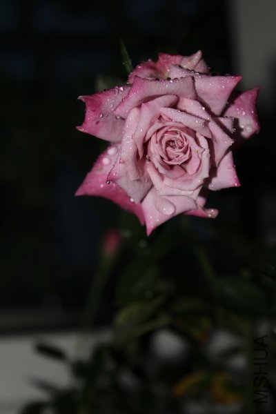 IMG_8131.JPG