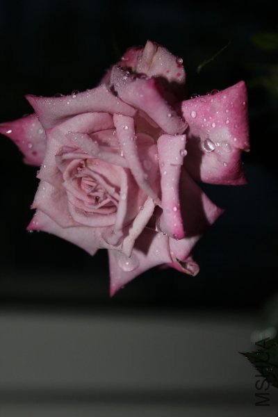 IMG_8141.JPG