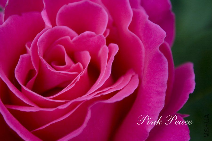 pinkpeace6.jpg