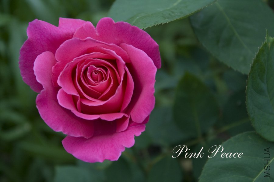 pinkpeace10.jpg