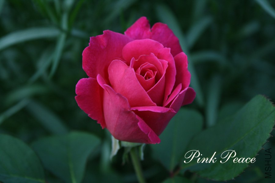 pinkpeace5.jpg