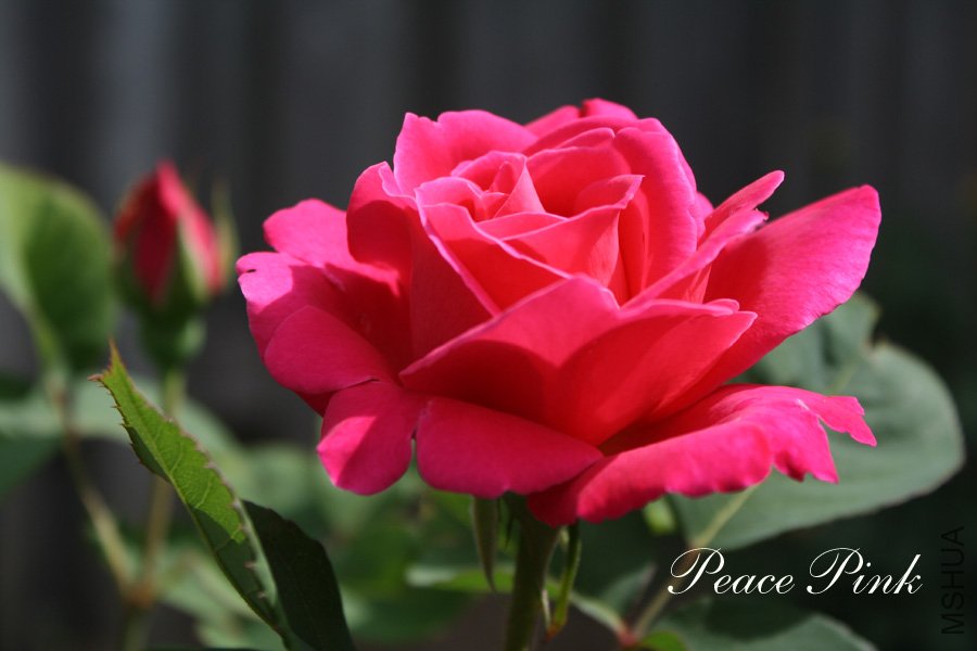 peace pink8.jpg