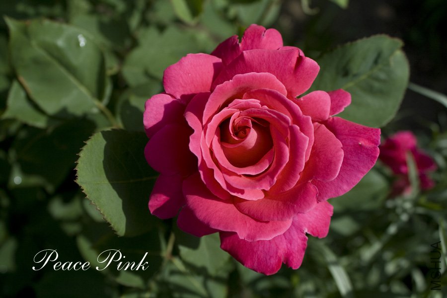 peace pink9.jpg
