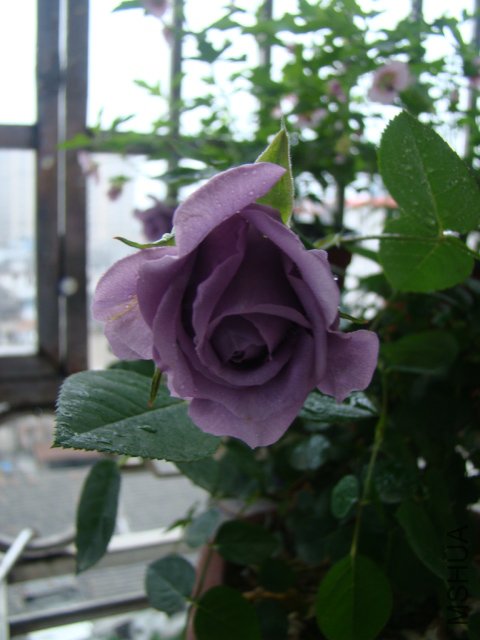 DSC07717.JPG