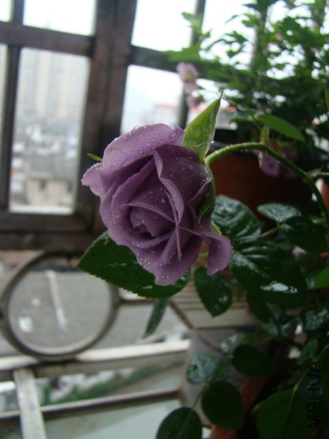 DSC07719.JPG