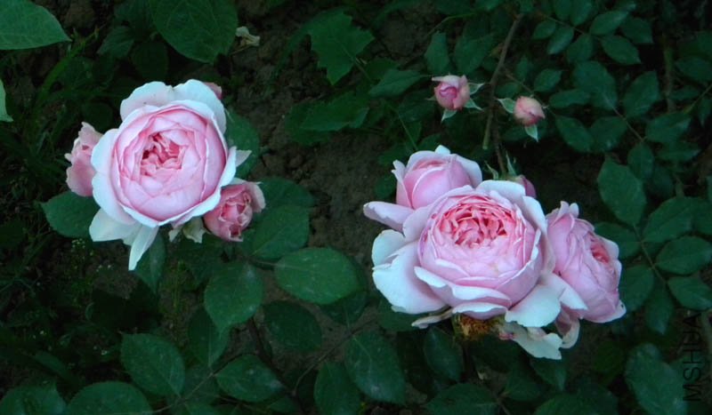 DSCN2601.jpg