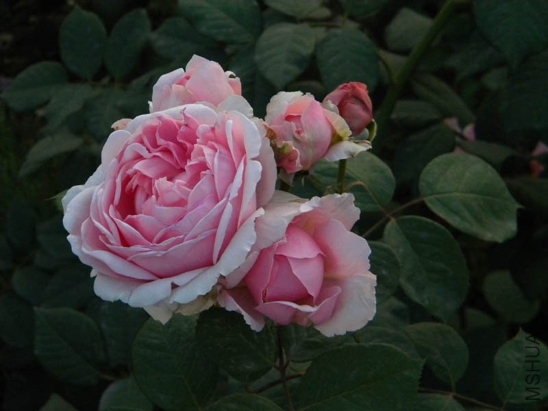 DSCN2570.jpg
