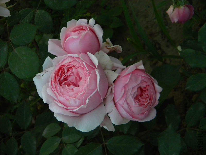 DSCN2571.jpg