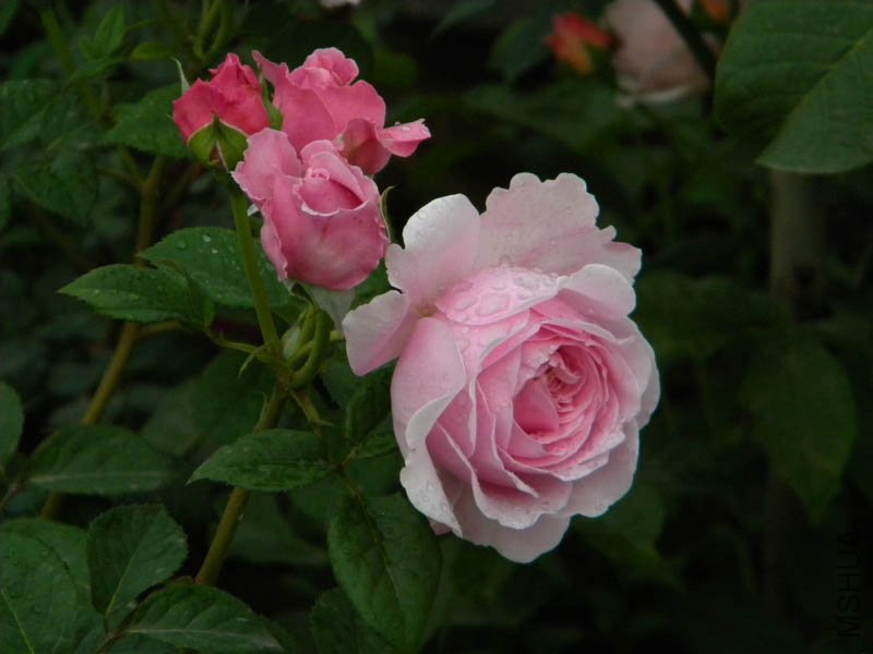 DSCN2694.jpg