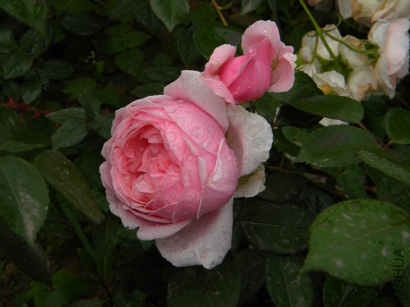 DSCN2675.jpg