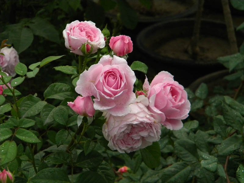 DSCN2676.jpg