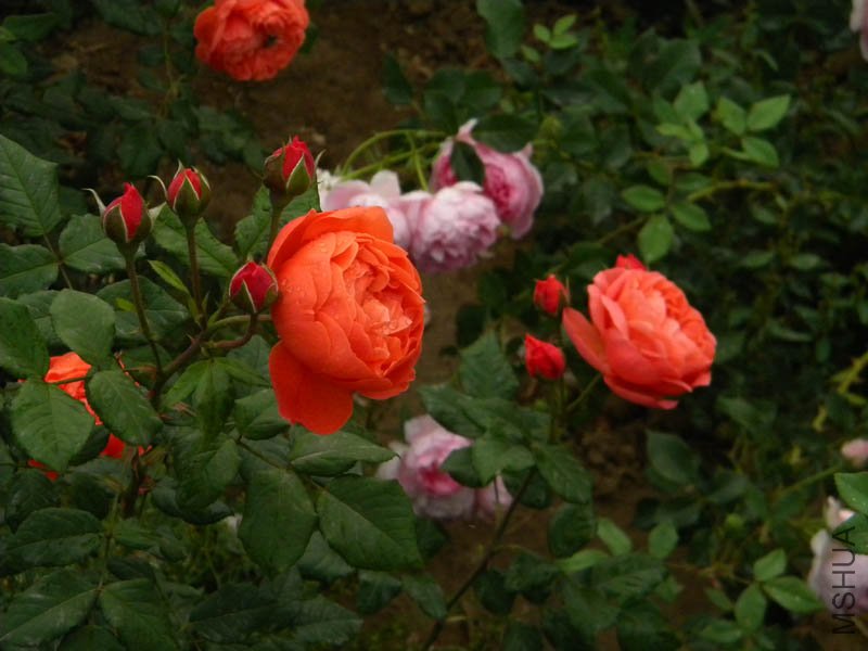 DSCN2671.jpg