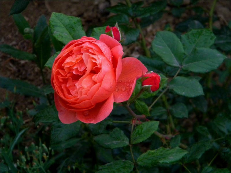 DSCN2696.jpg