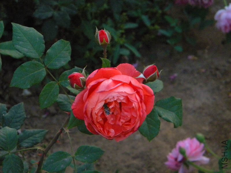 DSCN2581.jpg