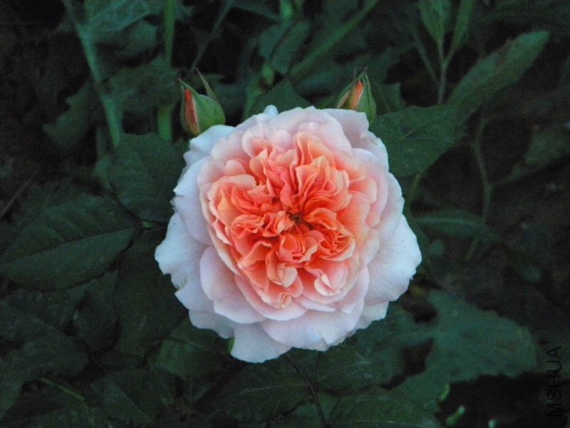 DSCN2614.jpg