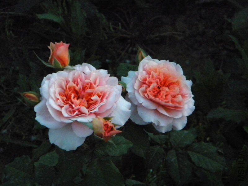 DSCN2617.jpg