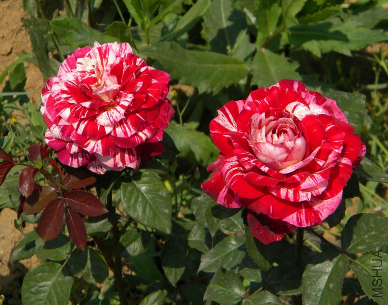 DSCN2437.jpg