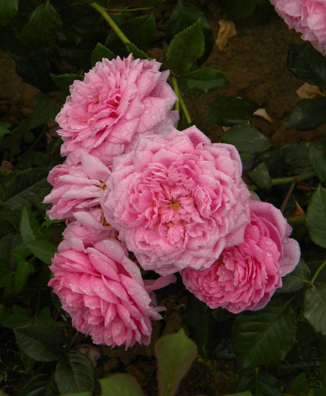DSCN2685.jpg