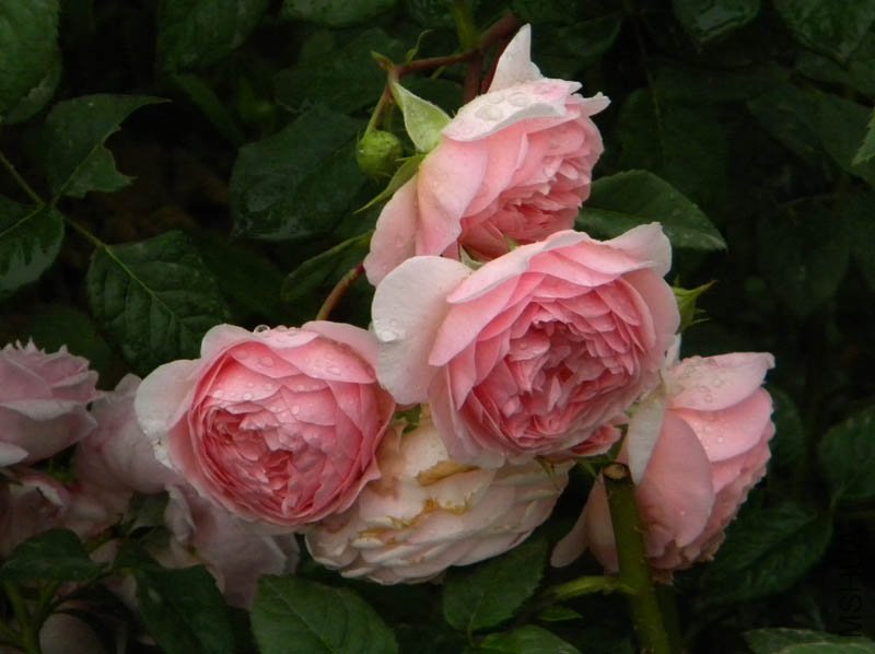DSCN2689.jpg