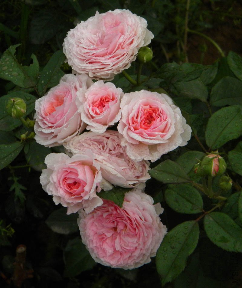 DSCN2678.jpg