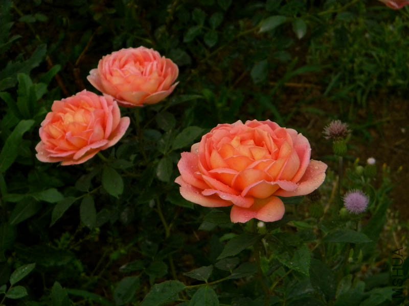 DSCN2657.jpg