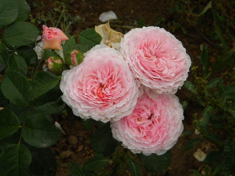 DSCN2679.jpg