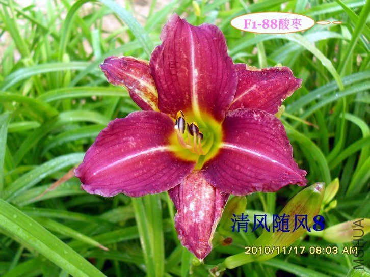 F1-88���� (2).jpg