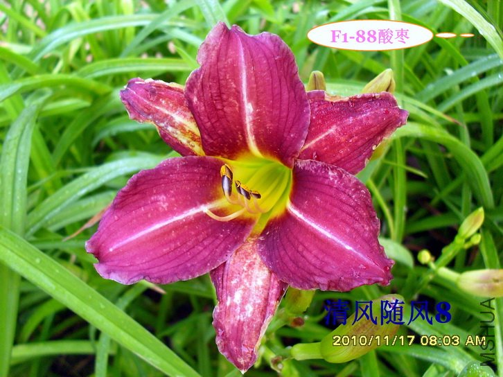 F1-88���� (1).jpg