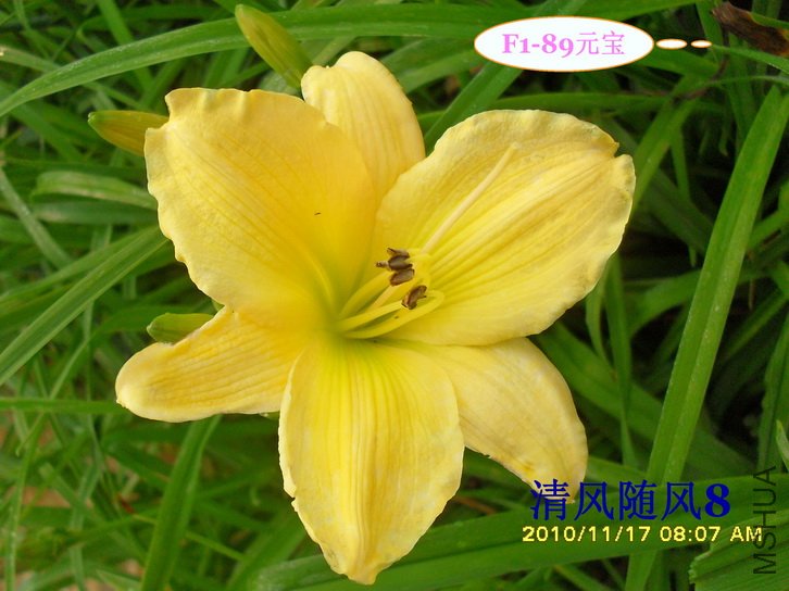 F1-89Ԫ�� (1).jpg