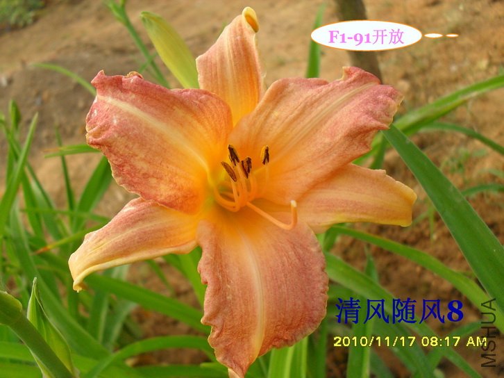 F1-91���� (1).jpg