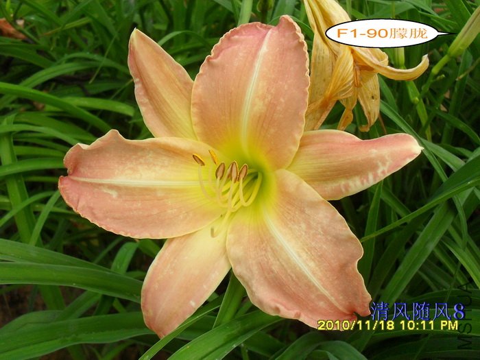 F1-90���� (5).jpg