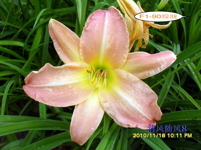 F1-90���� (4).jpg