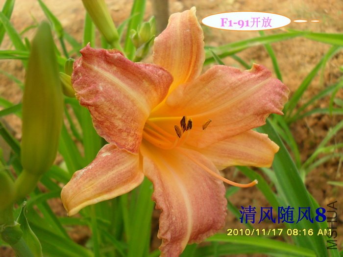 F1-91���� (2).jpg