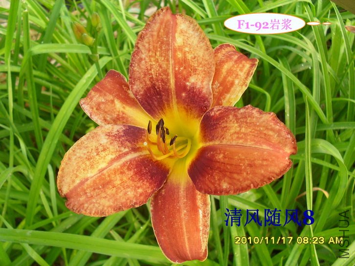 F1-92�ҽ� (1).jpg