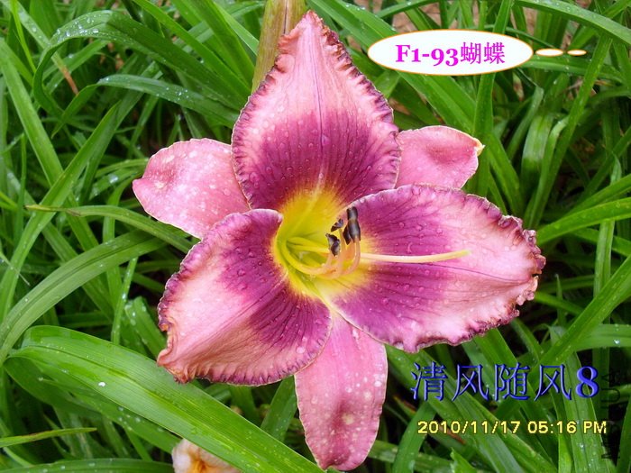 F1-93���� (2).jpg