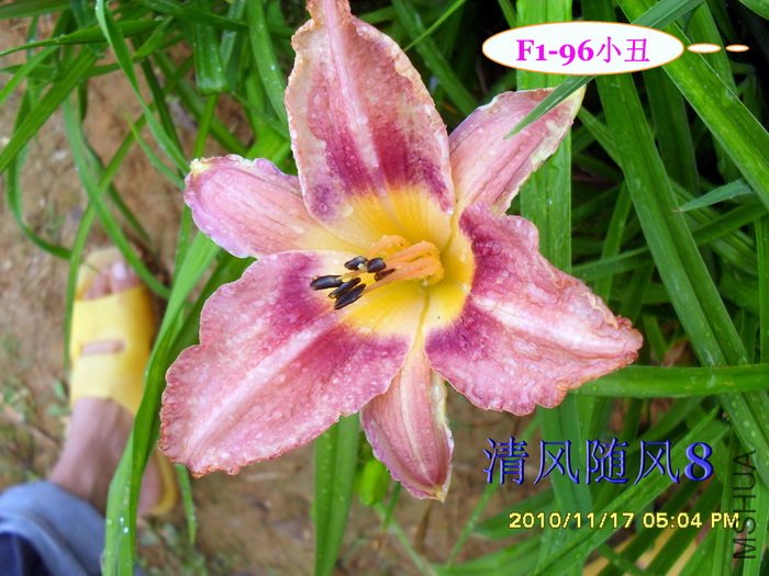 F1-96С�� (2).jpg