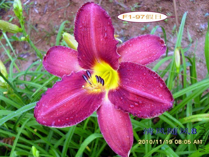 F1-97���� (4).jpg