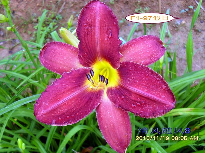 F1-97���� (5).jpg